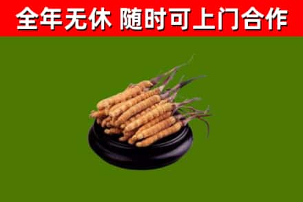 亳州烟酒回收冬虫夏草.jpg